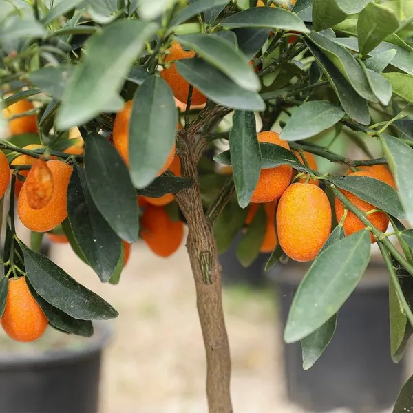 Kumquat_And_Mosambi_Fruit_Plant_Combo