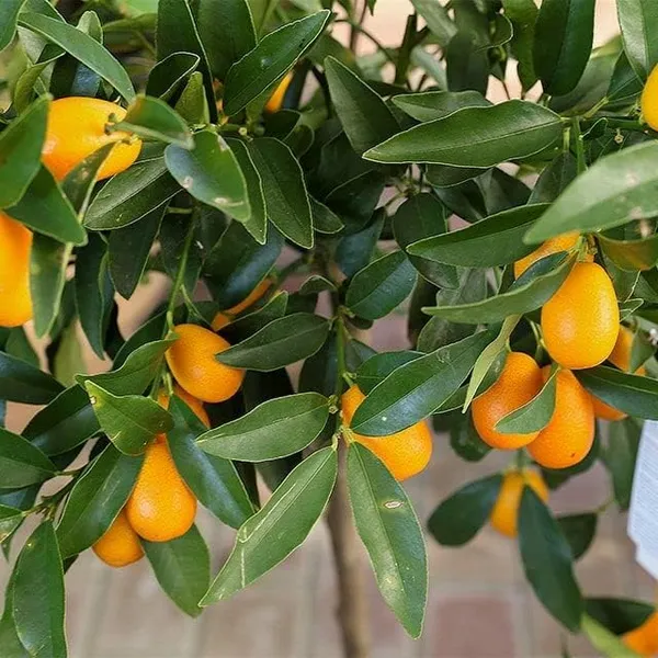 Kumquat_And_Mosambi_Fruit_Plant_Combo