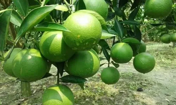 Kumquat_And_Mosambi_Fruit_Plant_Combo