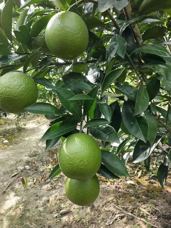 Kumquat_And_Mosambi_Fruit_Plant_Combo