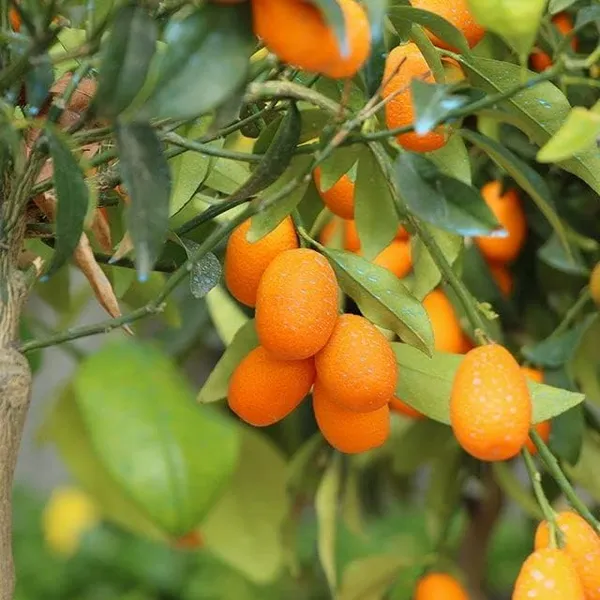 Kumquat_And_Mosambi_Fruit_Plant_Combo