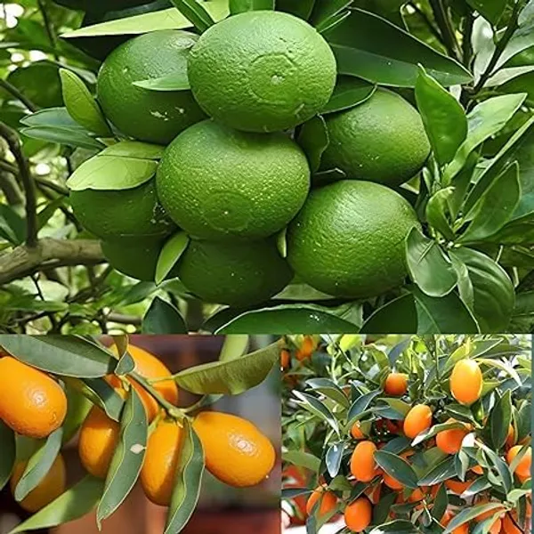 Kumquat_And_Mosambi_Fruit_Plant_Combo