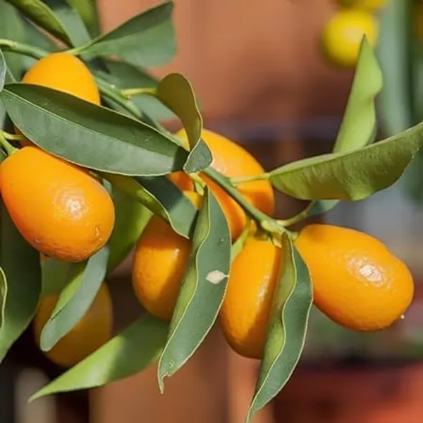 Kumquat_And_Mosambi_Fruit_Plant_Combo
