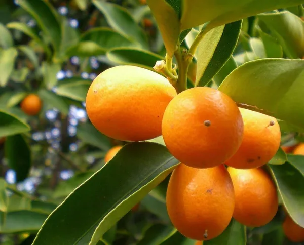 Kumquat_And_Mosambi_Fruit_Plant_Combo