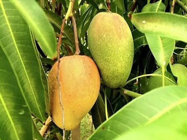 Mango_Plant