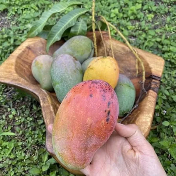 Mango_Plant