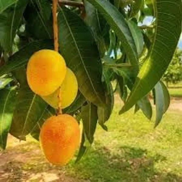 Mango_Plant
