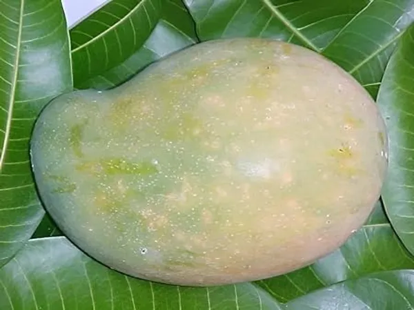 Mango_Plant