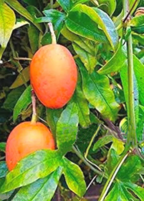 Mango_Plant