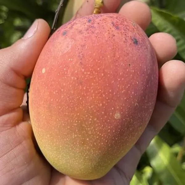 Mango_Plant