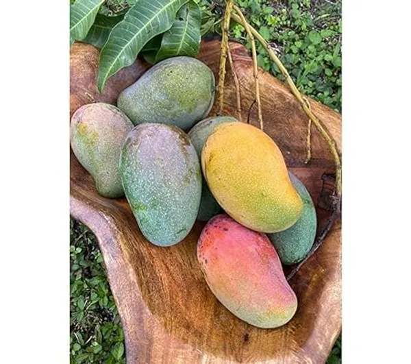 Mango_Plant