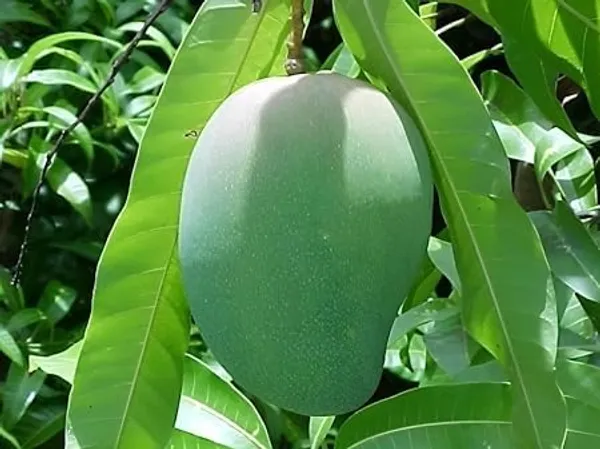 Mango_Plant
