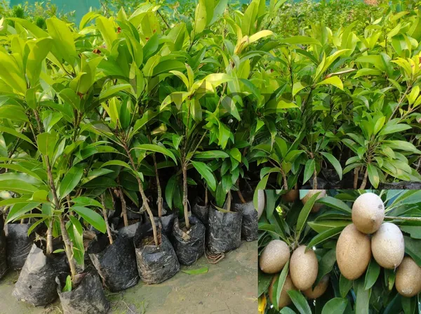 Chiku_Fruit_Plant
