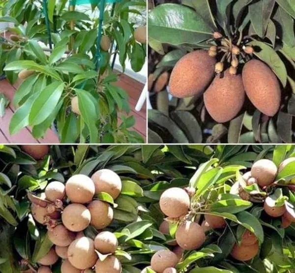Chiku_Fruit_Plant