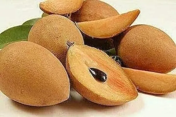 Chiku_Fruit_Plant