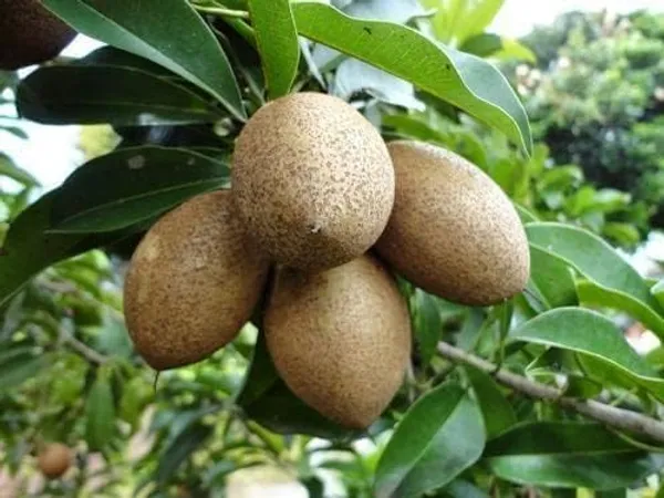 Chiku_Fruit_Plant