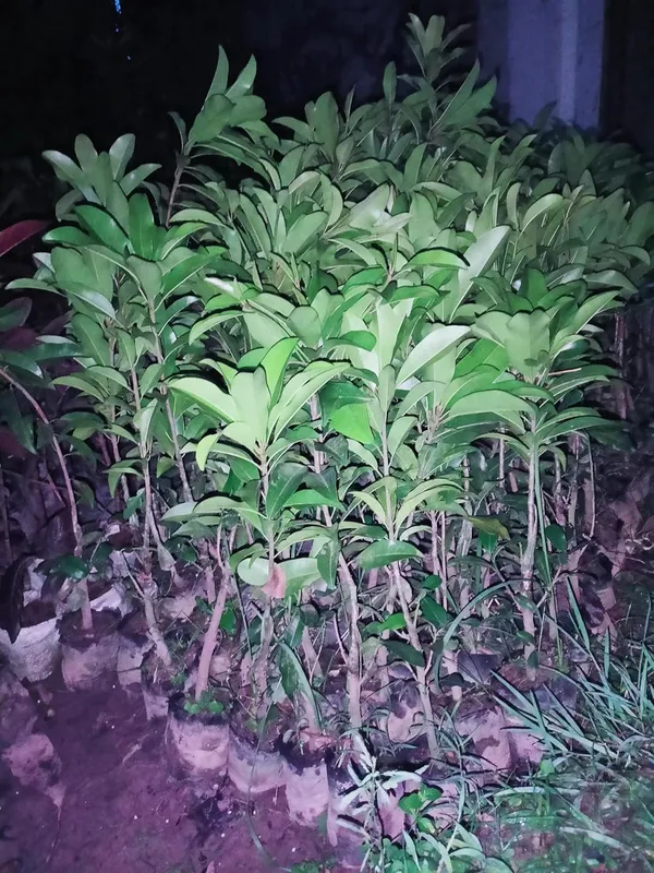 Chiku_Fruit_Plant