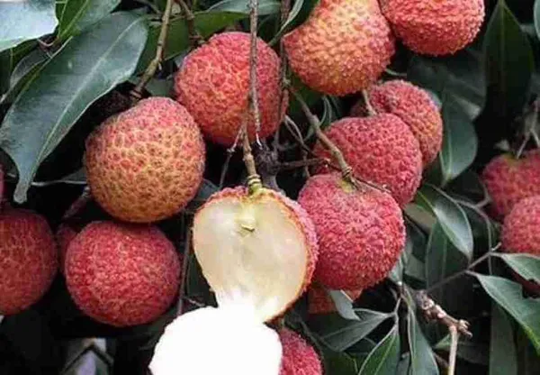 Litchi_Grafted_Plant
