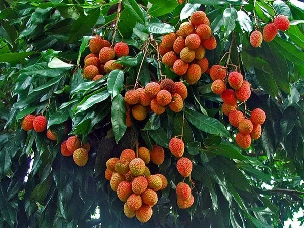 Litchi_Grafted_Plant