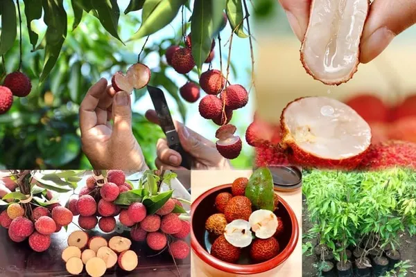Litchi_Grafted_Plant