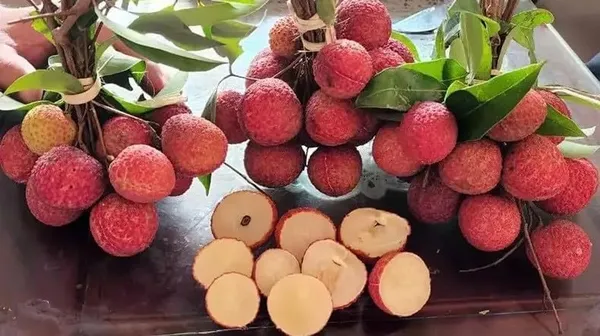 Litchi_Grafted_Plant