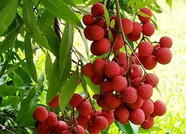 Litchi_Grafted_Plant