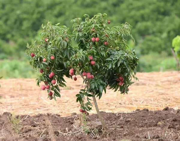 Litchi_Grafted_Plant
