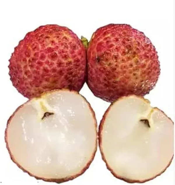 Litchi_Grafted_Plant