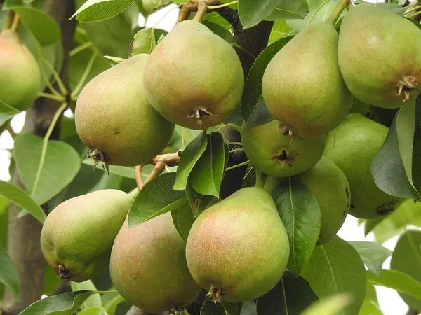 Pear_Fruit_Plant