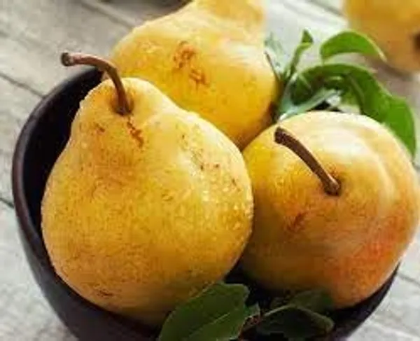 Pear_Fruit_Plant