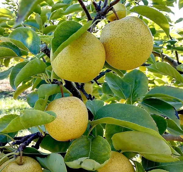 Pear_Fruit_Plant