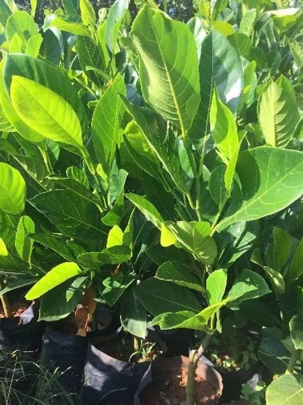 Jackfruit_Plant