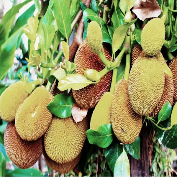 Jackfruit_Plant