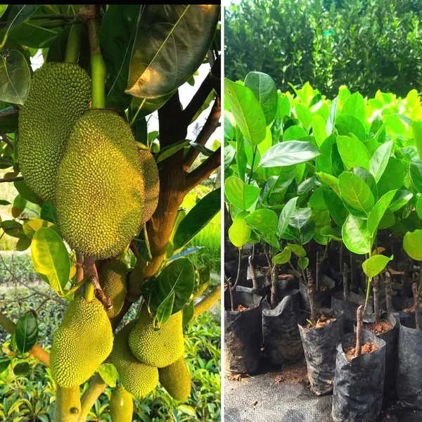 Jackfruit_Plant