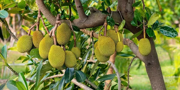 Jackfruit_Plant