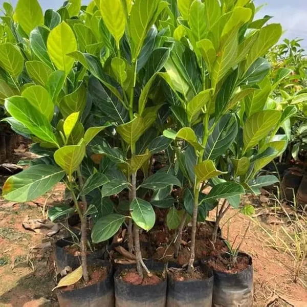 Grafted_Jackfruit_Plant