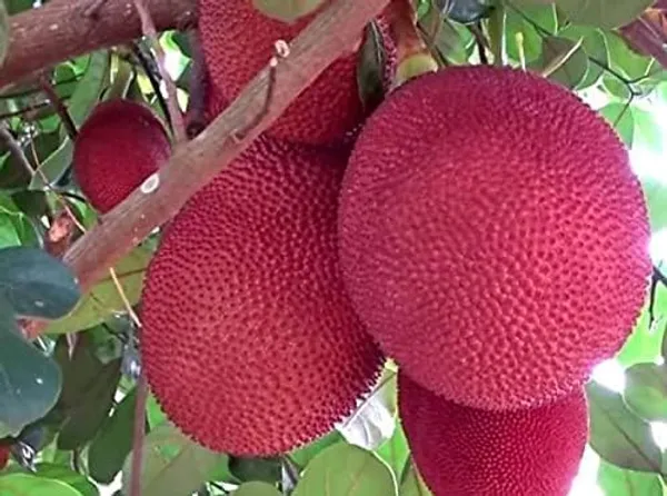 Grafted_Jackfruit_Plant