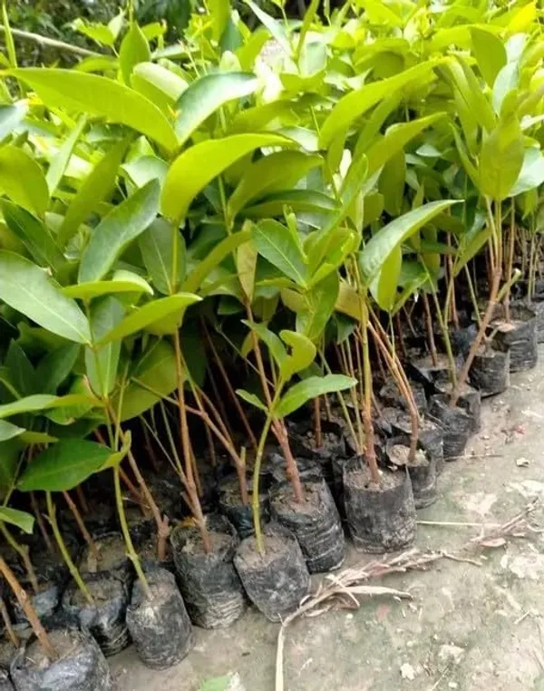 Water_Apple_Plant