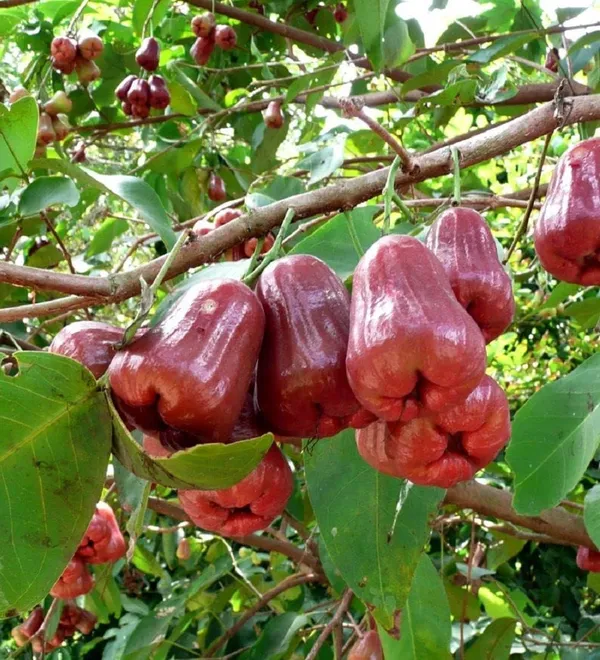 Water_Apple_Plant
