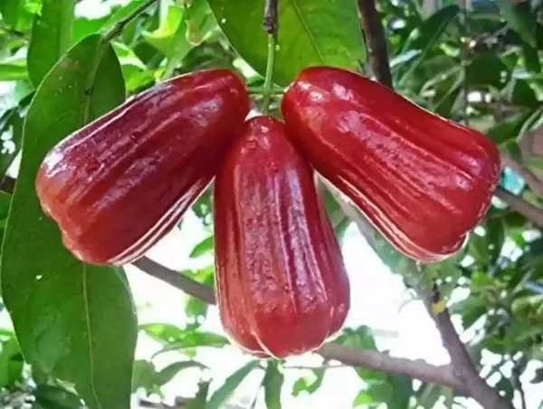 Water_Apple_Plant