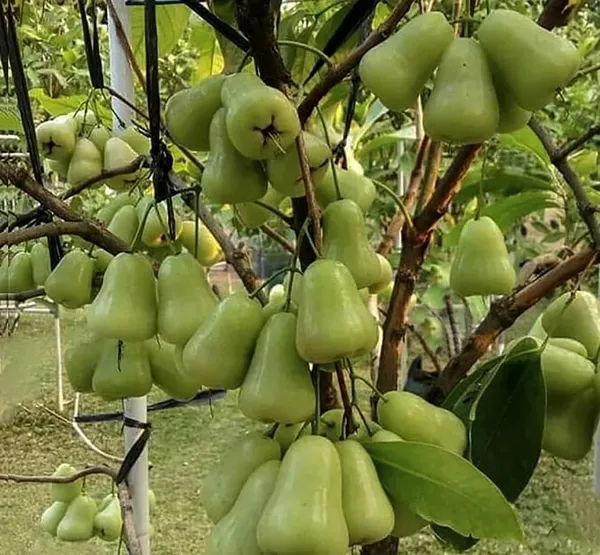 Water_Apple_Plant