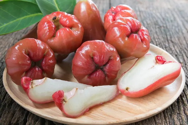Water_Apple_Plant