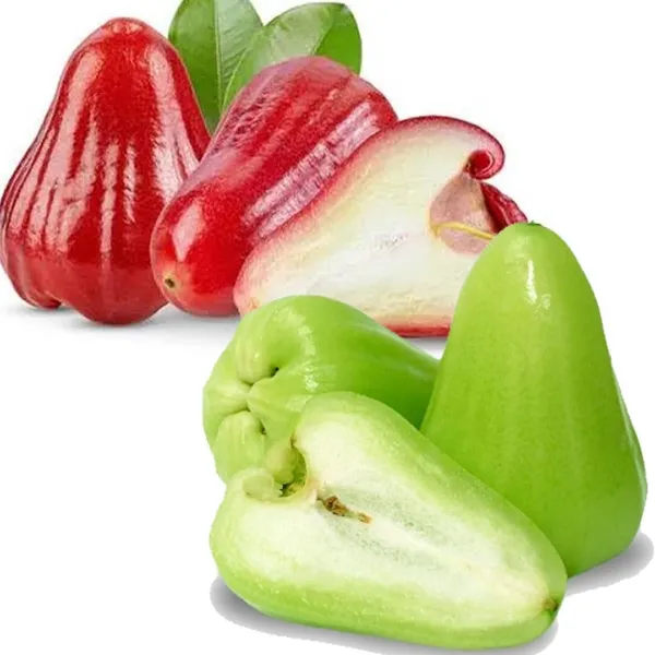 Water_Apple_Plant