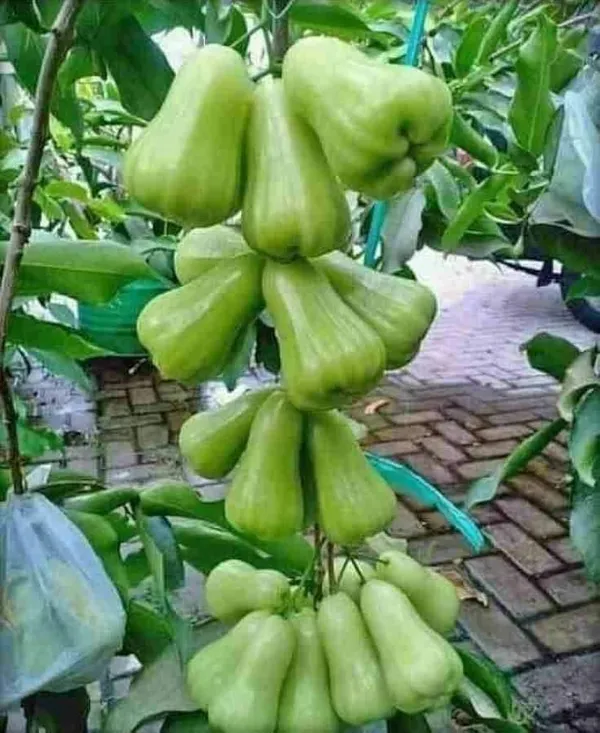 Water_Apple_Plant