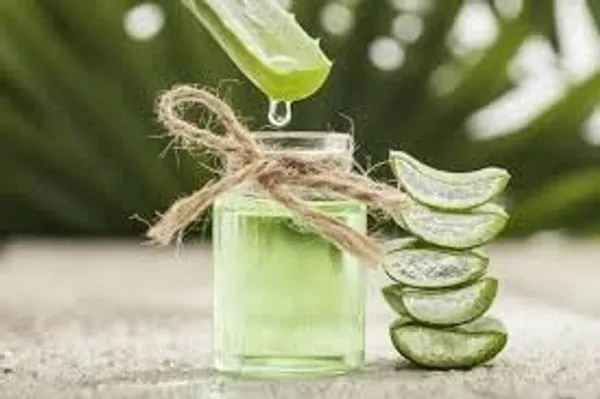 Aloe_Vera_Plant