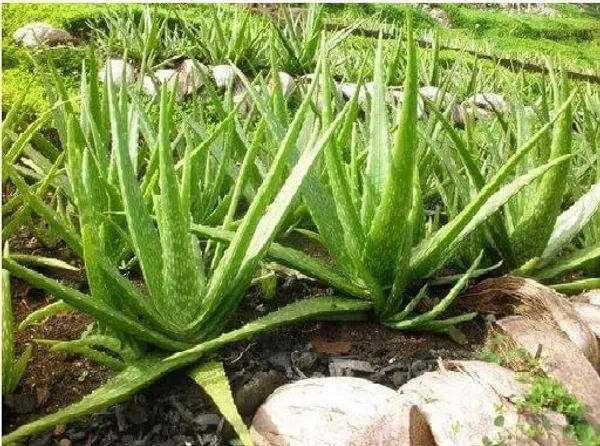 Aloe_Vera_Plant