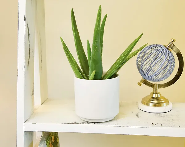 Aloe_Vera_Plant