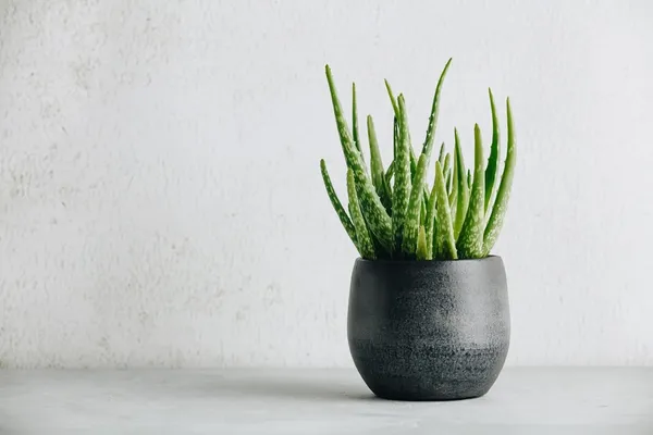 Aloe_Vera_Plant
