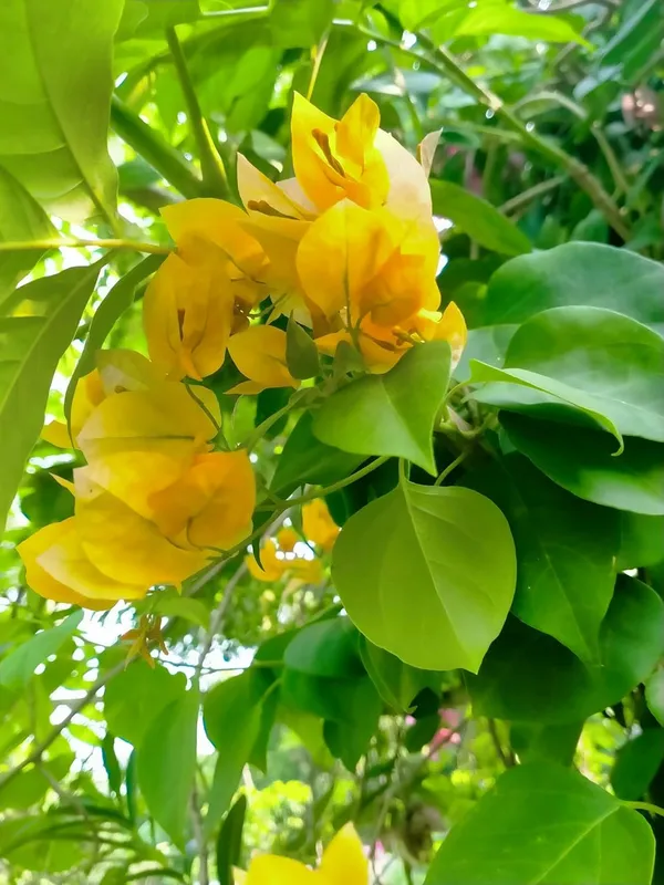 Bougainvillea_Plant