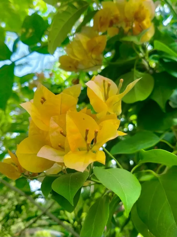Bougainvillea_Plant